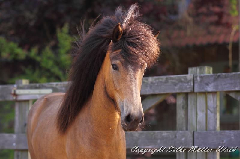 _MG_4922 sg.JPG - Hrydja von Heidmoor - eine Alvar fra Stora-Hofi Tochter von 2011.
